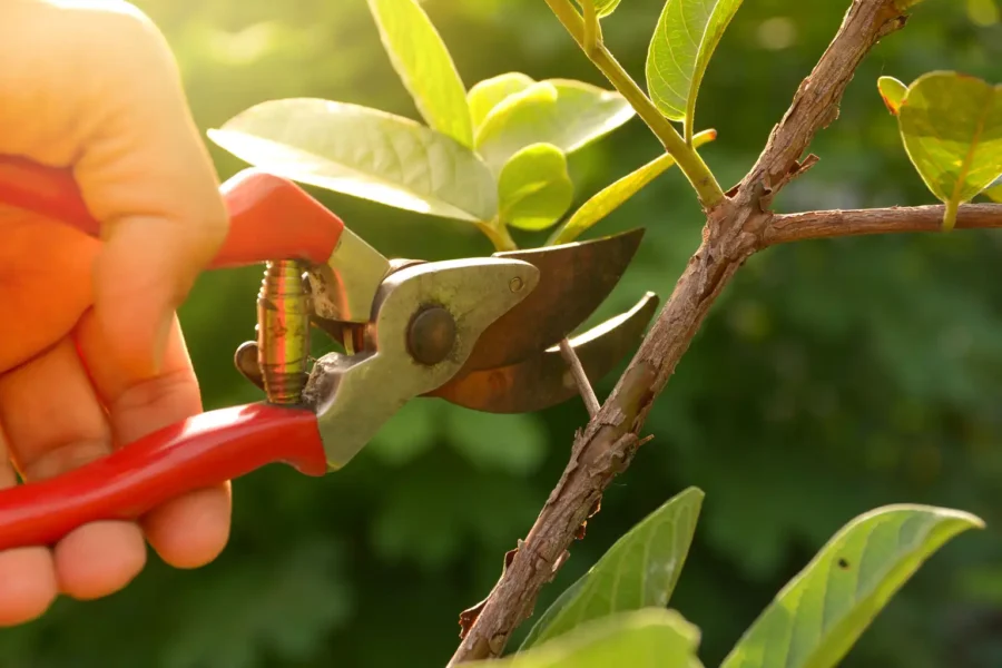 Paysagiste à Miniac-Morvan – L&rsquo;art de transformer votre jardin