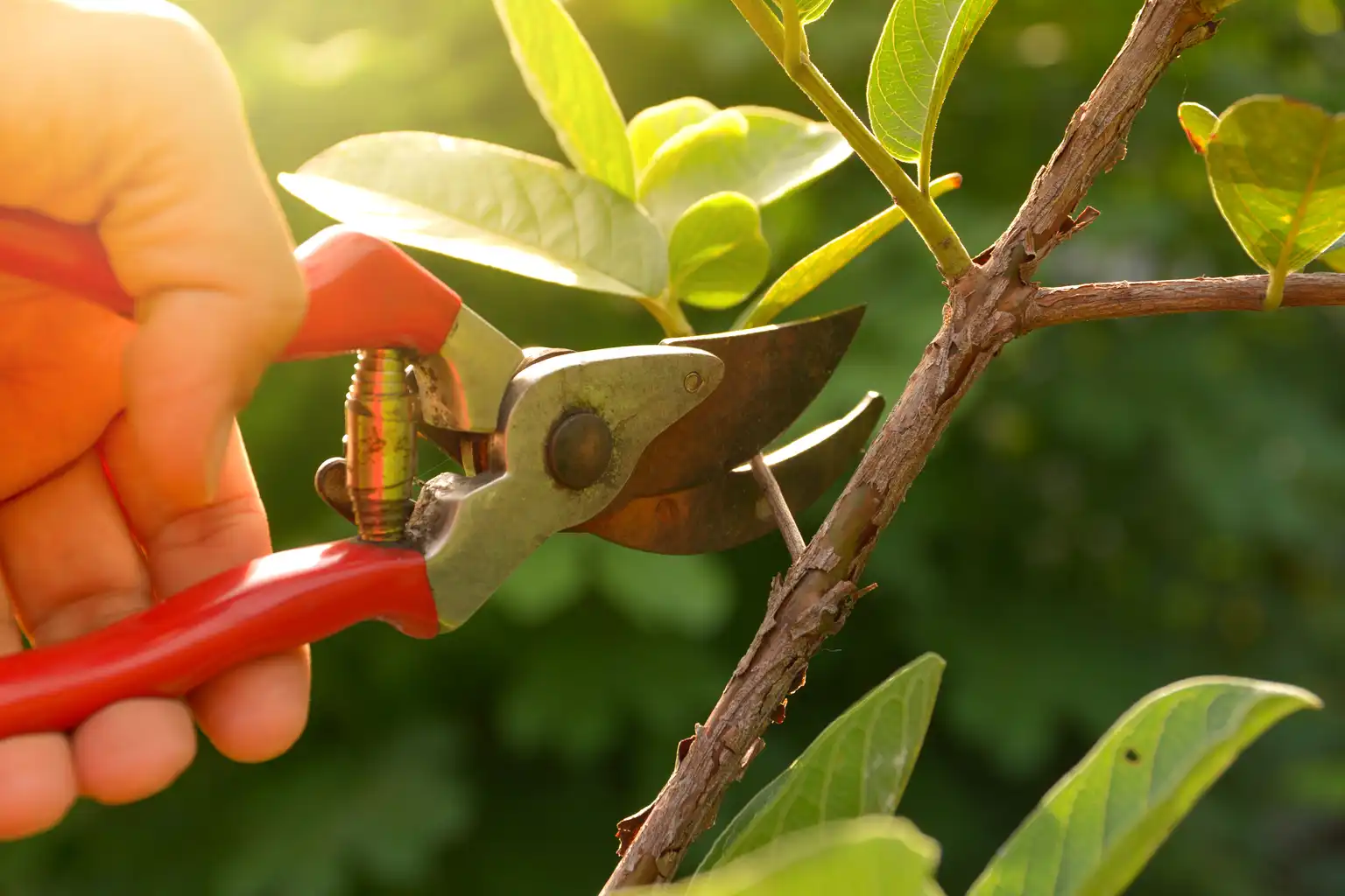 Paysagiste à Miniac-Morvan – L&rsquo;art de transformer votre jardin